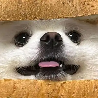 治愈感满满的又可爱又萌动物头像