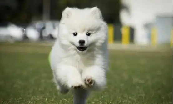 名狗大全狗品种介绍,狗狗品种名称大全及图片图8