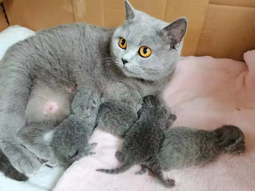家养蓝猫生宝宝啦