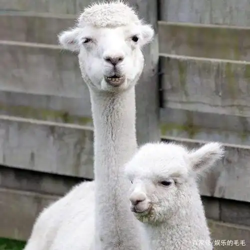 这是会吐口水的羊驼,它好好玩,真希望我也有一只