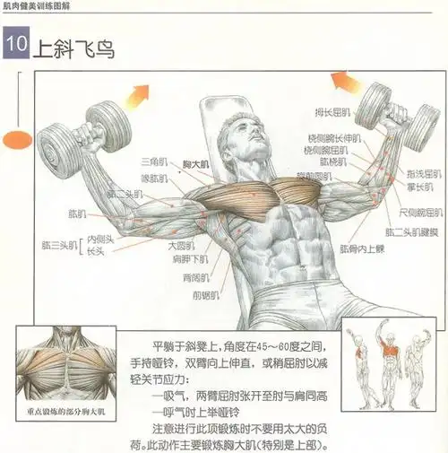 怎么把胸肌中间练圆啊