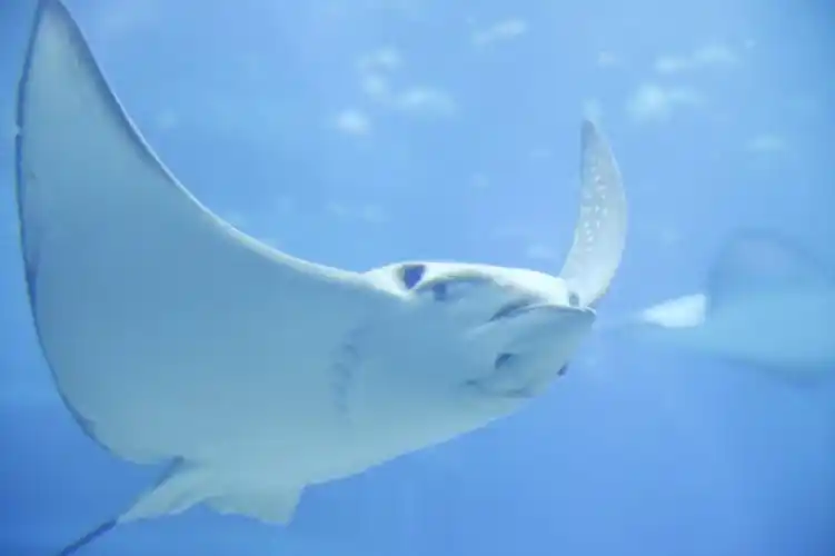 海底生活的蝙蝠鱼图片 第5张 尺寸:5616x3744 (天堂图片网)