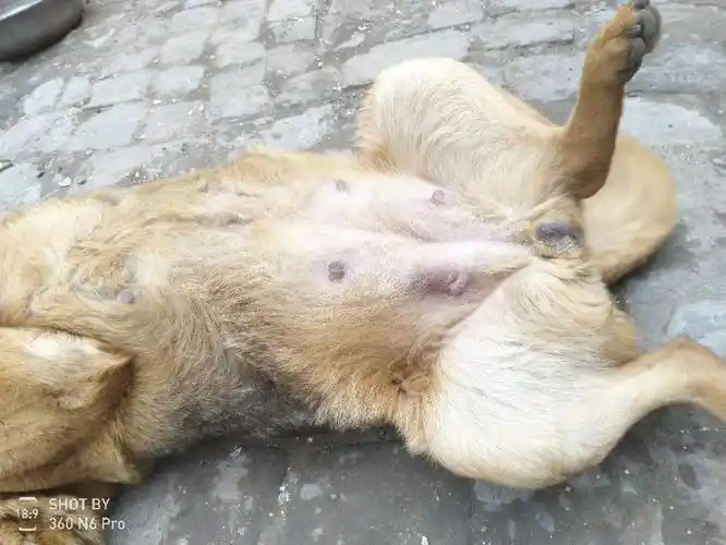 给看看怀孕了没?懂行的看看狗狗怀孕了吗