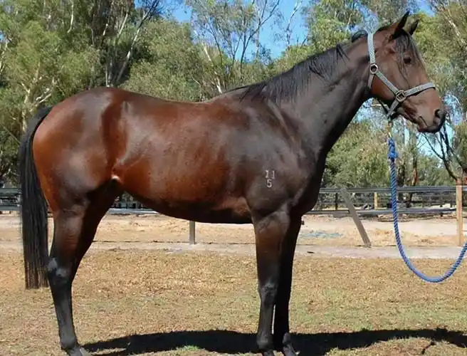 农妇报案称军马吃她粟谷,石敬瑭:杀马后找不到粟谷就砍她脑袋