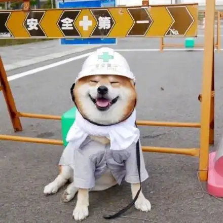 [搞笑/趣味]全球奇闻趣事:狗年来吸汪,爱笑的汪运气总不会太差[二哈.