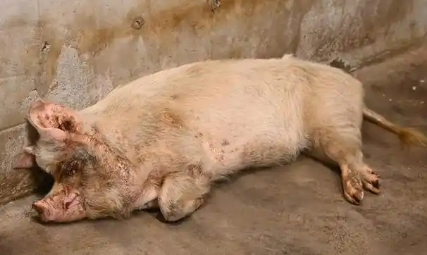 汶川地震被埋36天的猪坚强12岁(还记得汶川地震被困36天的猪坚强吗)(6