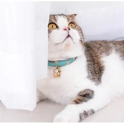 猫咪项圈猫圈猫项圈铃铛除跳蚤去虱子狗狗小型犬颈圈脖圈宠物用品
