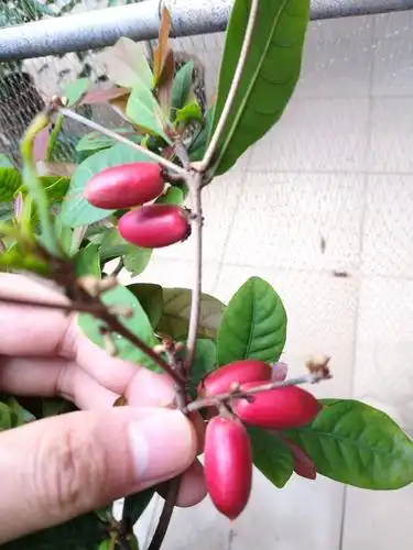 神秘果果子饱满而大粒