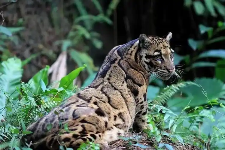 回顾:野生"小剑齿虎"现身云南,连野猪都能咬死,这究竟是什么动物?