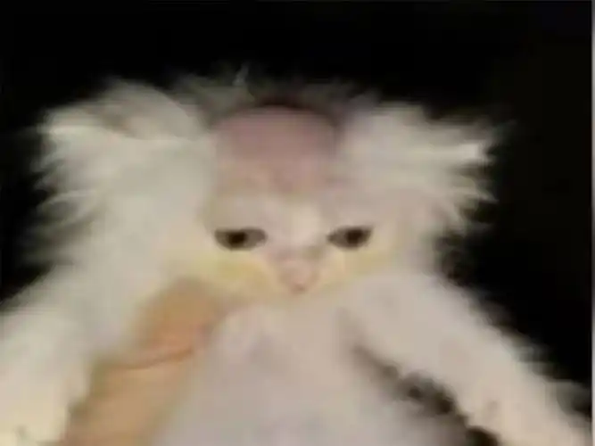 笑了变成秃头喵2