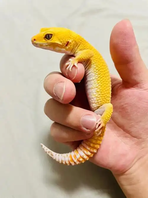 豹纹守宫成体一对