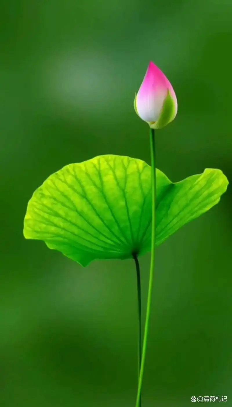 【心是一朵莲花】之(一八六)初中所学的课程足有八,九上十门之 - 抖音