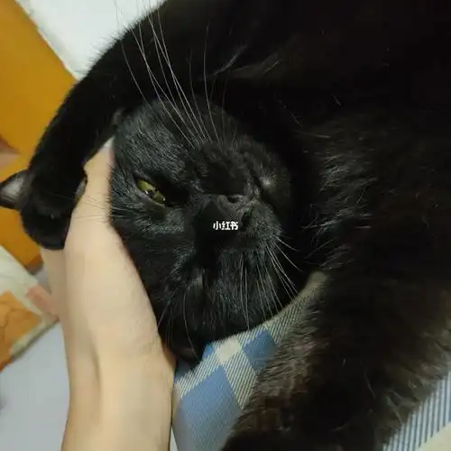 咬人猫!_猫咪_沙发_猫咪日常_宠物_猫_晒猫