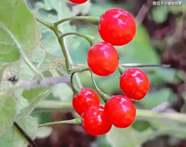 这植物长满白毛,俗称"白毛藤",30元1斤,若遇到你就赚了!