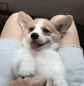 这个星期的所有坏情绪,感觉要被柯基的微笑治愈了