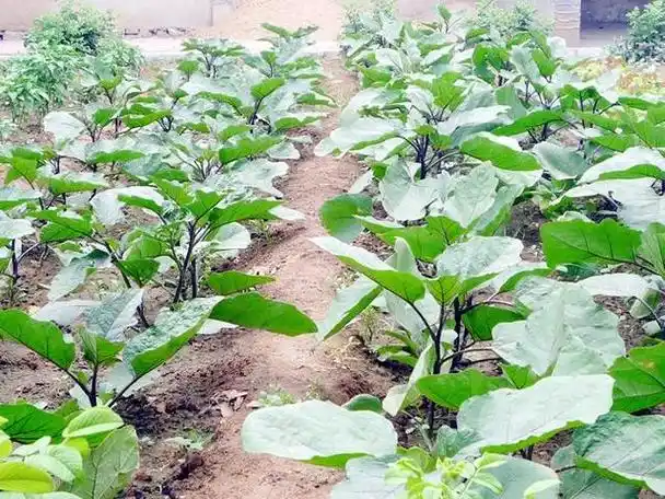 露天种植茄子如何高产?掌握这些种植技巧,轻松实现高产