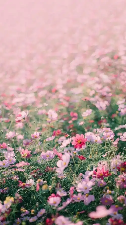 唯美梦幻花海高清图片手机壁纸 _ 图片网