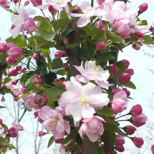 【绿福阳园林】贴梗海棠 贴梗海棠苗 贴梗海棠工程苗 海棠树