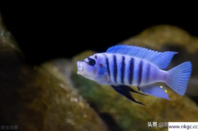 三湖慈鲷比较好斗,尽量选择尺寸较大的鱼缸,或者根据养殖的品种不同而