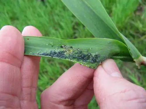 主动回应病虫害技术丨玉米蚜虫的危害与防治