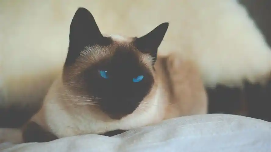 壁纸 暹罗猫,蓝眼睛 3840x2160 uhd 4k 高清壁纸, 图片, 照片