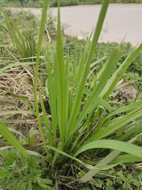 白茅根,禾本科,白茅属