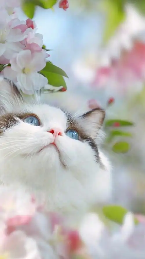 可爱萌系猫咪手机壁纸