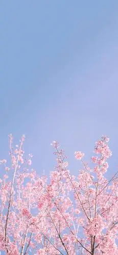 iphonexxsxsmaxxr壁纸