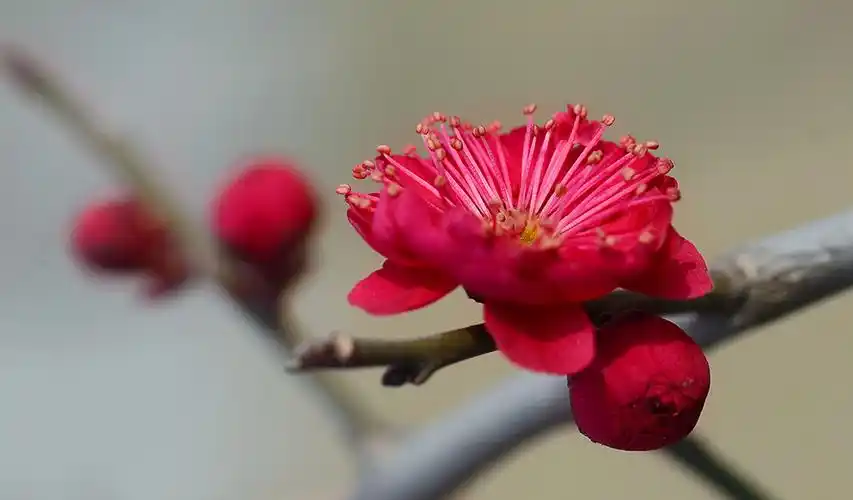 梅花(二)---真梅系(六个品种)