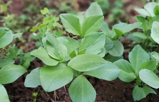 寒冷冬季,坚强的蚕豆苗破土而出,但你们知道什么人不能吃蚕豆吗?
