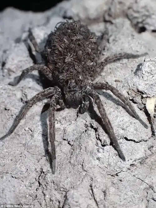 情侣澳洲遇超大狼蛛,身背几千只蜘蛛宝宝!