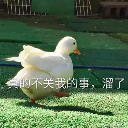真的不关我的事,溜了(鸭鸭)_不关_真的表情