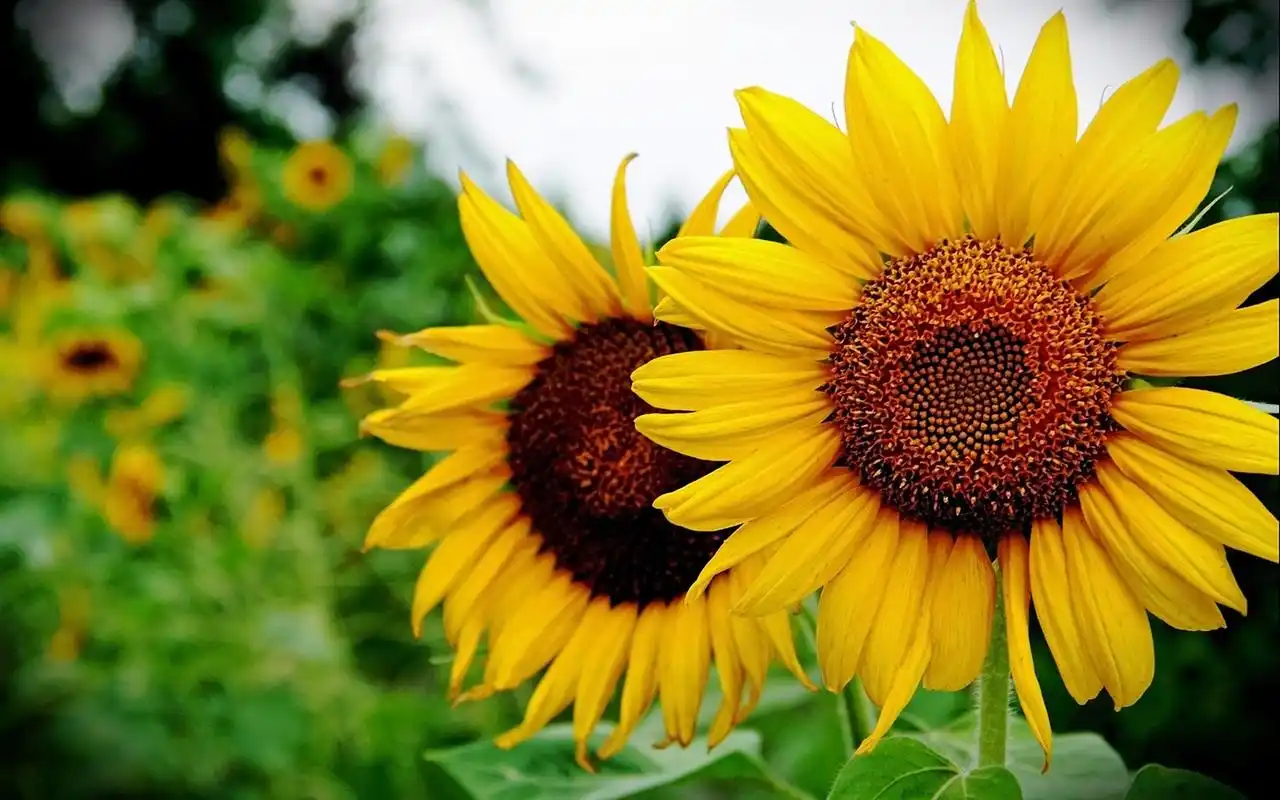 【增强运势的8个小习惯:如何吸引来好的人和好的事情,好运相随】  1