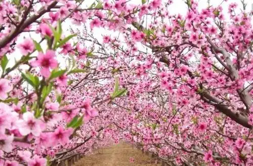 六月份对你们来说桃花满天飞,单身的属兔人会有很多不错的对象可选,但