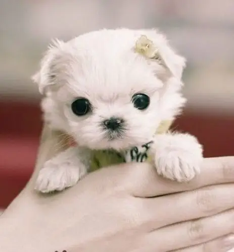 【转载】可爱的茶杯狗