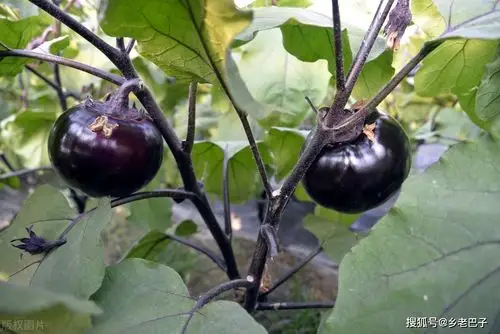 茄子生长的各个时期的肥分需求,一般来讲苗期需要氮肥较多,开花结果期