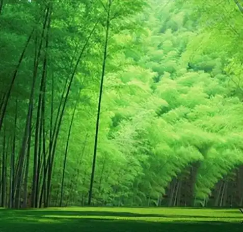 姓氏解竹子头像,姓氏精美头像