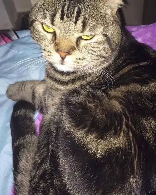 这只猫整天一副凶神恶煞的表情谁欠你钱了