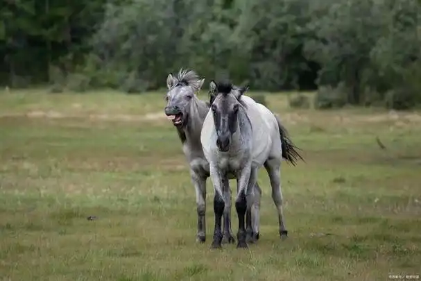 "五花马,千金裘":唐代的胡马是如何引进的?