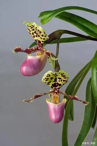 一见倾心:芳香四溢的梦香兰,斑斓艳丽的亨利兜兰