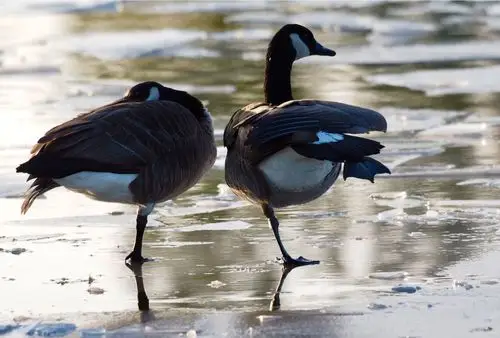 《大雁飞南北--加拿大黑雁》