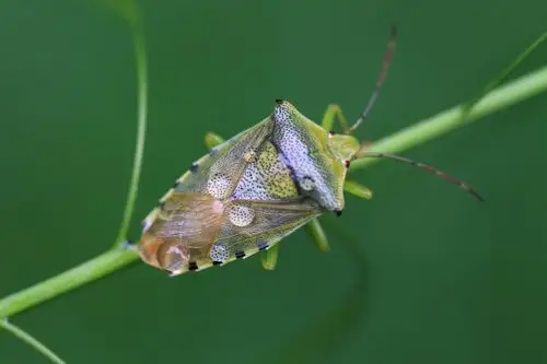 昆虫世界6-蝽科 作者:justin的美篇