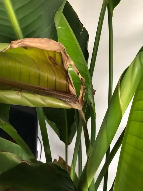 答疑解惑天堂鸟黄叶如何处理