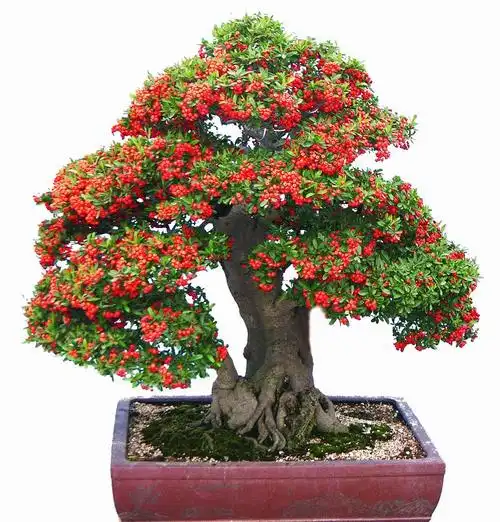 经验掌握六要点让你的火棘盆景朵朵繁华累累硕果