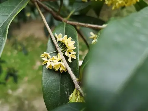 小区里的桂花树今年花开得晚,依然很香