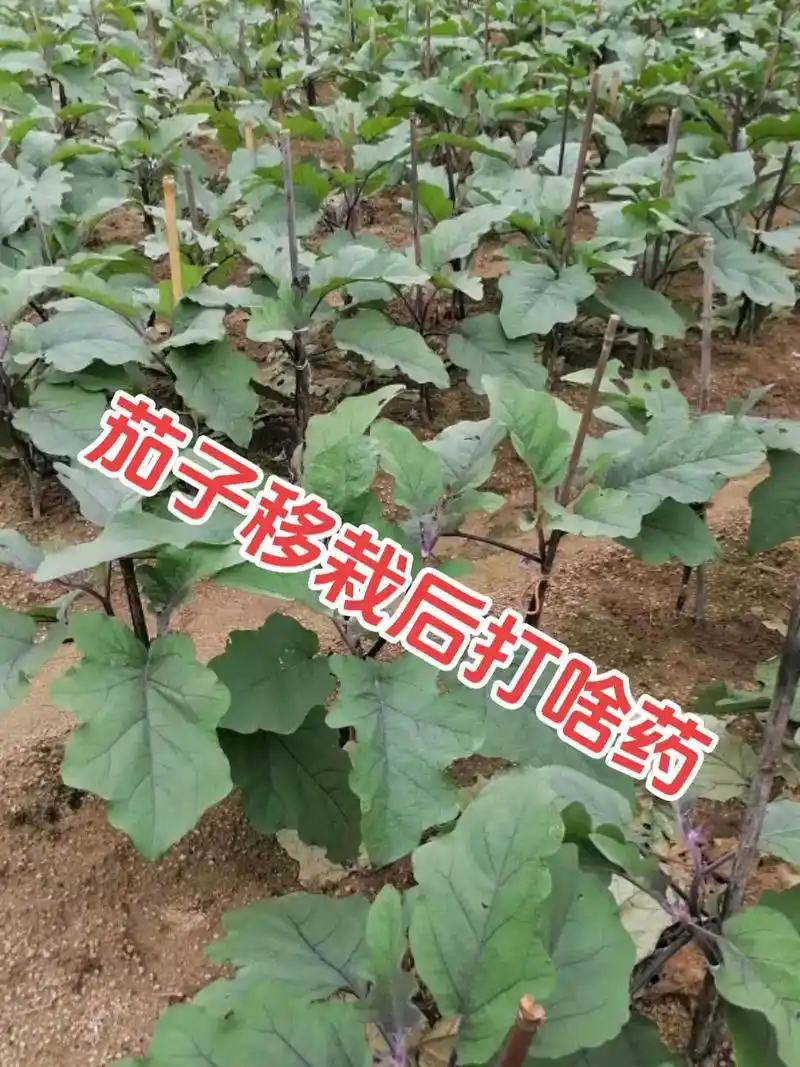 茄子移栽后打啥药#农业种植 #种植小技巧 #茄子种植 #农业 - 抖音