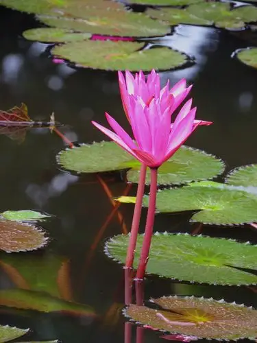 睡莲,睡莲,l love you !( 上 )