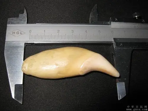 熊牙- 中华古玩网 - 古董收藏,古玩收藏,古玩鉴定,古玩拍卖,古玩论坛