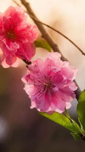 1200_2130竖版 竖屏