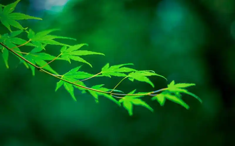 绿色护眼小清新植物,高清图片,电脑桌面-壁纸族